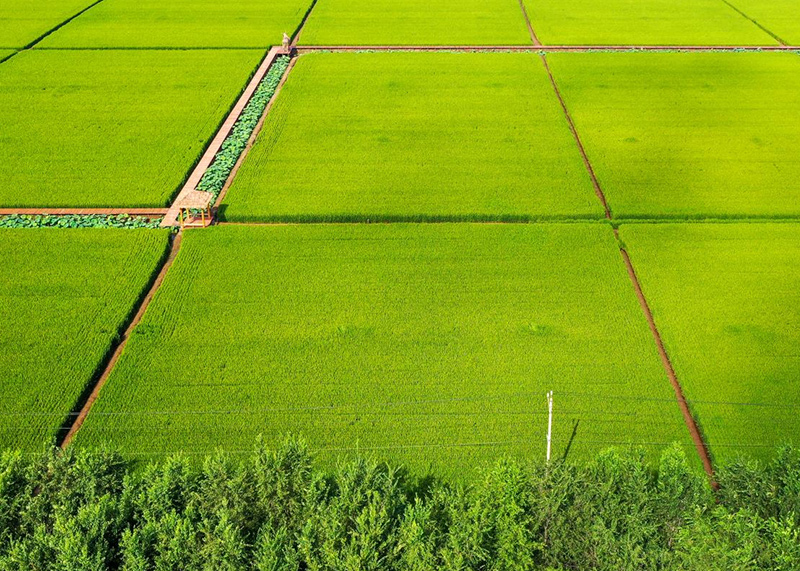 低产田和盐碱地